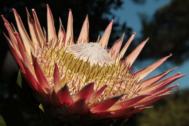 Protea cynaroides